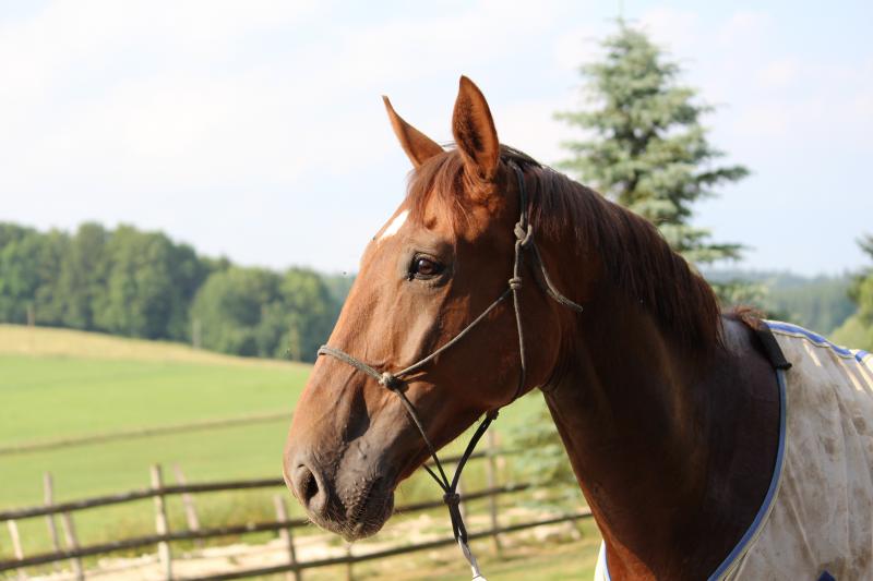 Equitime Albert Voorn Balto des Chesnaies