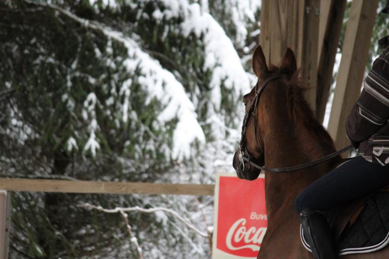 EQUITIME BALTO DES CHESNAIES ALBERT VOORN