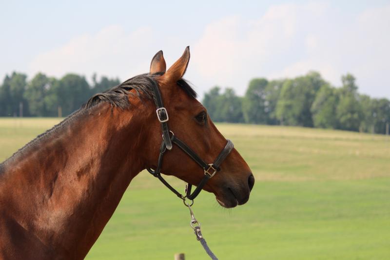 Equitime Albert Voorn Anne Lynn