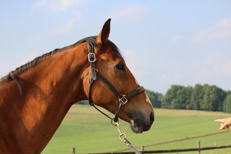 Equitime Albert Voorn Arohanui de Lusse