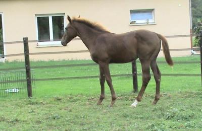 EQUITIME BALTO DES CHESNAIES ALBERT VOORN