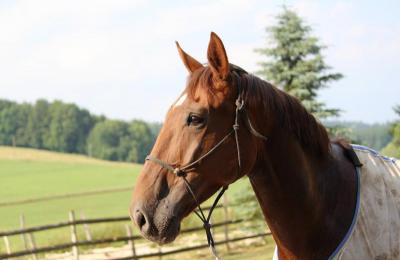 Equitime Albert Voorn Balto des Chesnaies